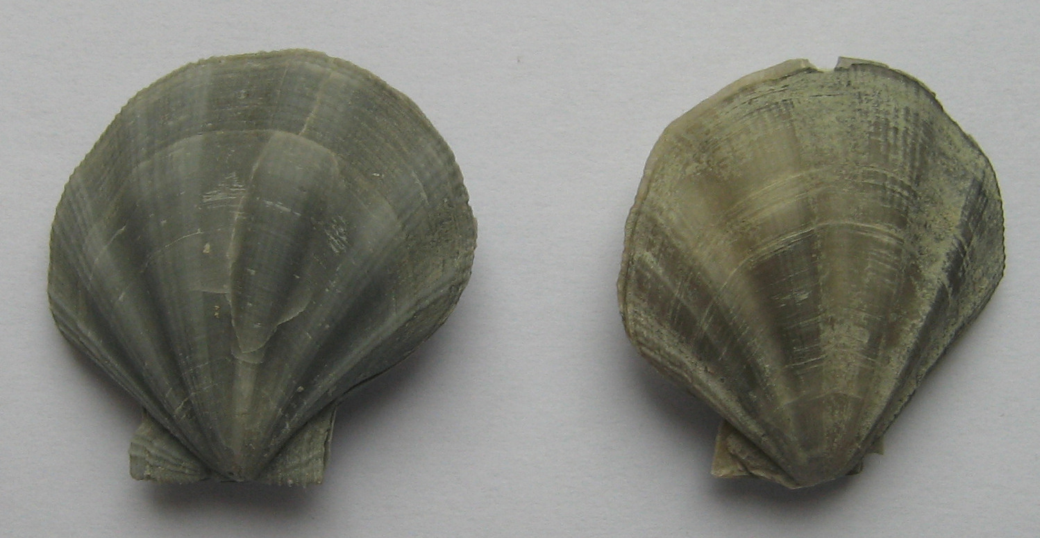 pseudamussium peslutae